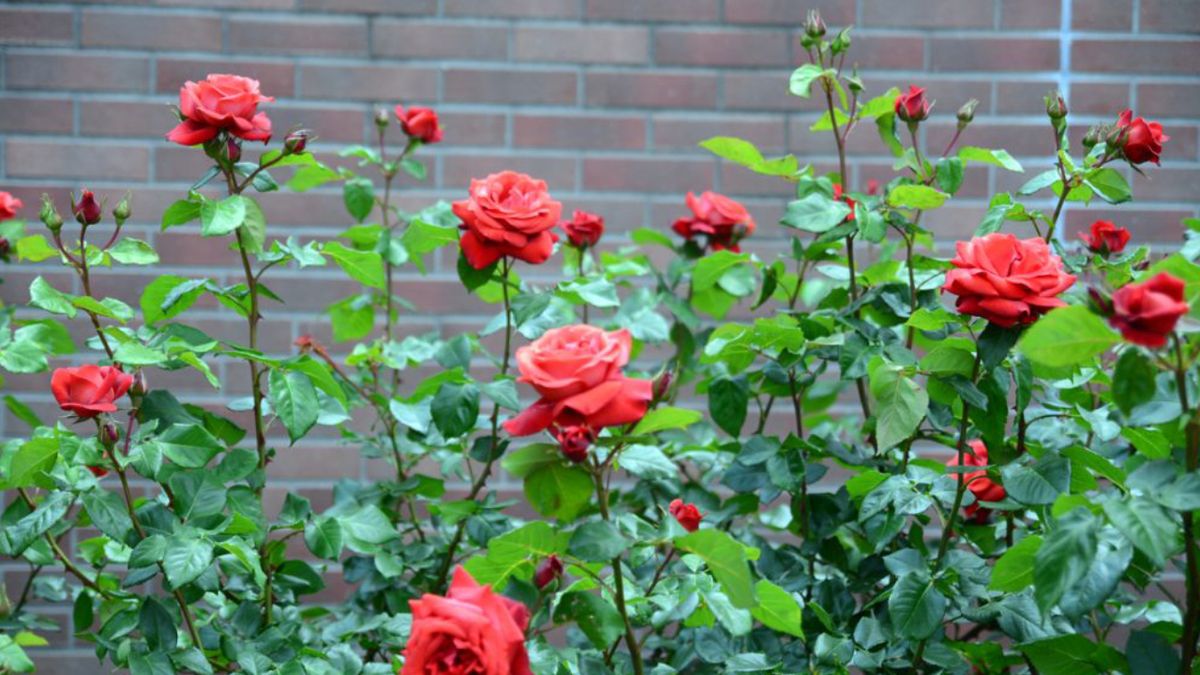 Plantas de sol. Las rosas son una idea perfecta para decorar un jardín que recibe mucho sol.