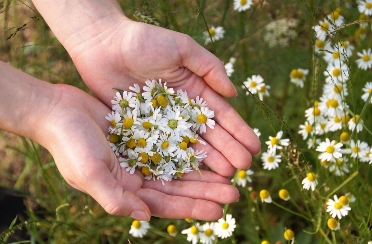 Lavado de manos con manzanilla: por qué recomiendan hacerlo y cuáles son los beneficios Lavado de manos con manzanilla: por qué recomiendan hacerlo y cuáles son los beneficios