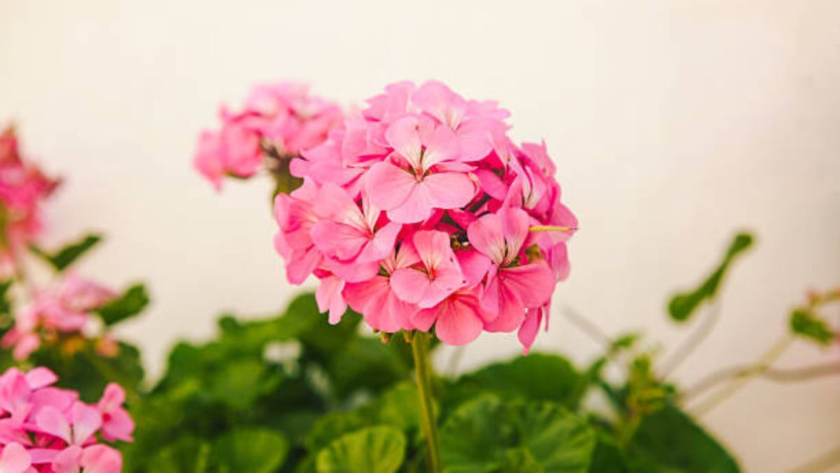 Cómo regar una planta de geranios en otoño para que estalle de flores en primavera