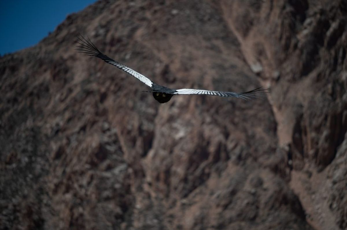 El cóndor andino es una especie esencial para Mendoza. El cóndor andino es una especie esencial para Mendoza.