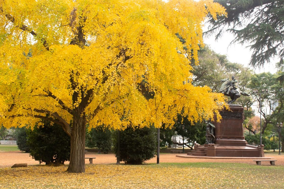 El Ginkgo Biloba pero en Buenos Aires. El Ginkgo Biloba pero en Buenos Aires.