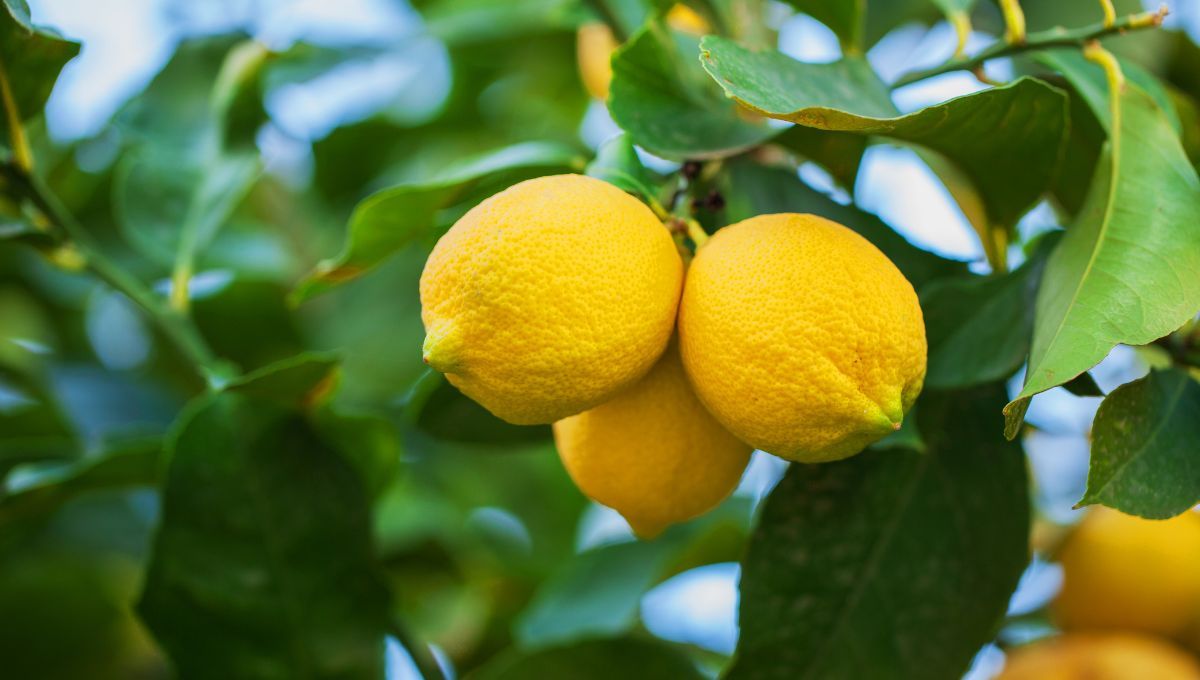 El truco casero para que crezca el limonero. 