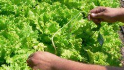 Los desafíos de la transición agroecológica: del productor al consumidor Los desafíos de la transición agroecológica: del productor al consumidor