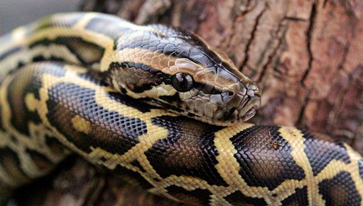 La serpiente más larga del planeta La serpiente más larga del planeta 