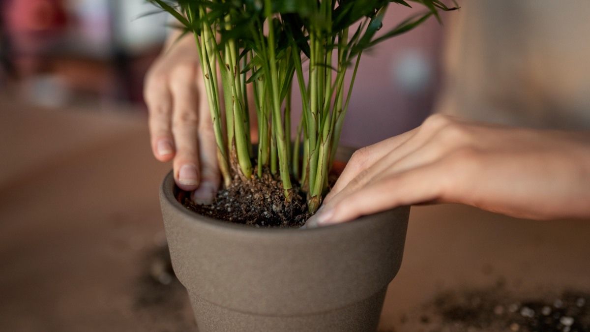 Se puede trasplantar las plantas en invierno teniendo en cuenta estos consejos Se puede trasplantar las plantas en invierno teniendo en cuenta estos consejos.