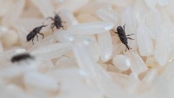 Cómo eliminar los gorgojos del arroz y otros alimentos con estos trucos caseros