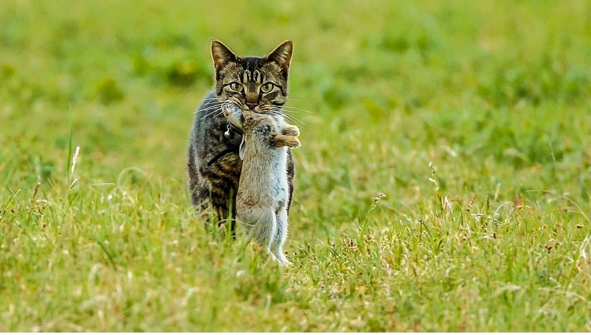 La intención de prohibir a los gatos generó rechazo en gran parte de la comunidad