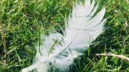El misterio de las plumas blancas: ¿qué significa si una persona las ve en su casa? El misterio de las plumas blancas: ¿qué significa si una persona las ve en su casa?