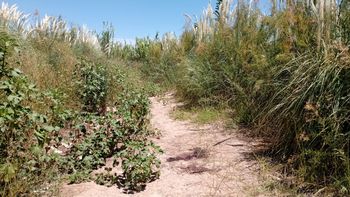 Analizan la versión de un testigo, un puñado de pelos y cámaras de seguridad por el crimen en Palmira
