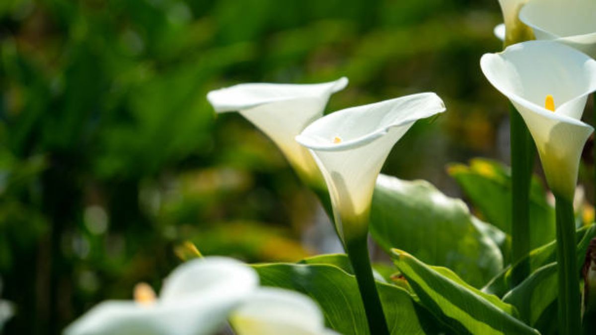 El secreto de jardinería para que las calas duren más tiempo en el florero y no se marchiten