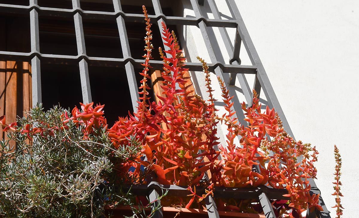 La crassula de fuego es una suculenta que no necesita de mucho riego. La crassula de fuego es una suculenta que no necesita de mucho riego.