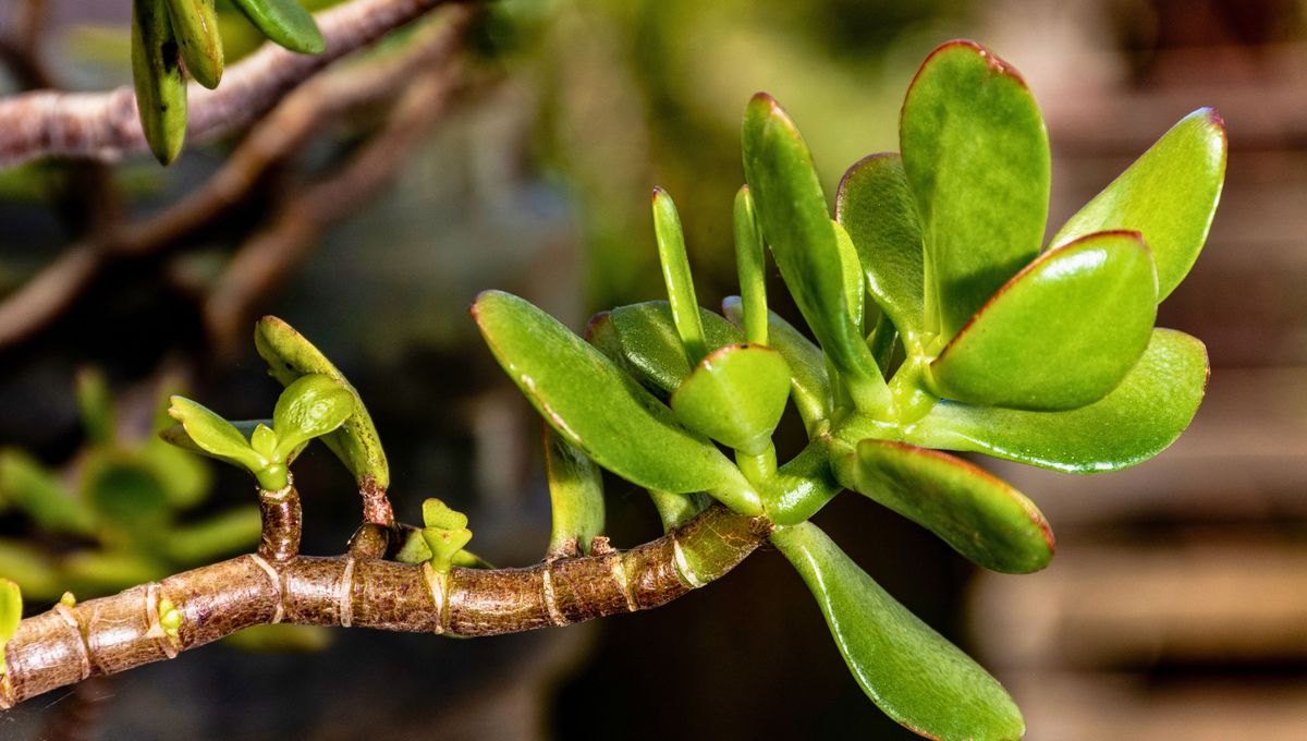 El &aacute;rbol de jade queda muy bien en espacios interiores iluminados y con poco sol.&nbsp;