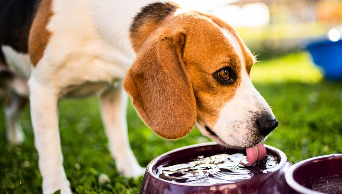 Cambiar el agua de tu perro con frecuencia estimula su bienestar
