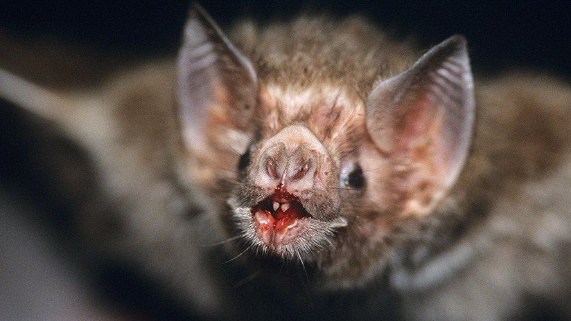 Descubrieron el secreto de los murciélagos vampiro y su dieta a sangre