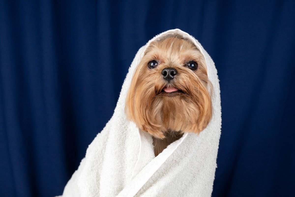 Solo necesitas una toalla: el truco de los adiestradores para calmar a tu mascota Solo necesitas una toalla: el truco de los adiestradores para calmar a tu mascota