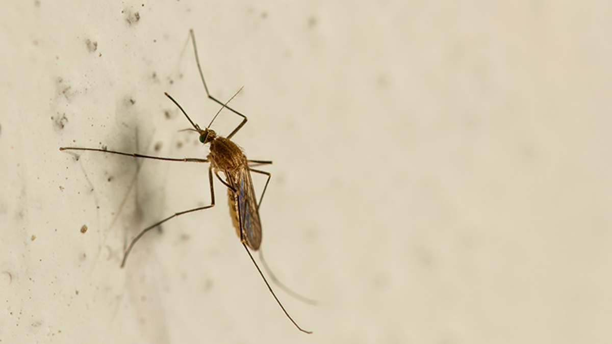 Los trucos caseros eliminan a los mosquitos de raíz.