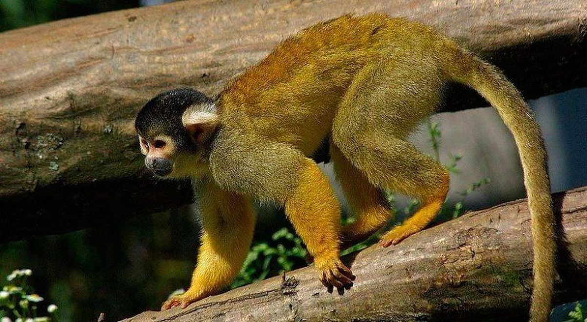 El mono rescatado es un ardilla boliviano (saimiri boliviensis), El mono rescatado es un ardilla boliviano (saimiri boliviensis),