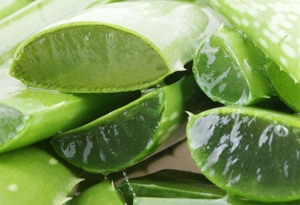 La planta de aloe vera brinda más beneficios de lo que uno cree para la salud de las personas. La planta de aloe vera brinda más beneficios de lo que uno cree para la salud de las personas.