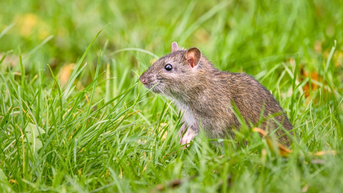 El problema se da cuando los frutos del árbol caen al suelo.&nbsp;