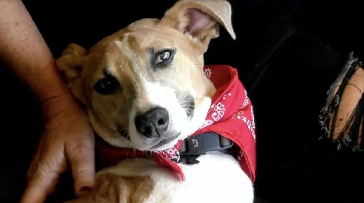 Gran Hermano: aparecieron los dueños de Arturo, el perro que está en la casa. Gran Hermano: aparecieron los dueños de Arturo, el perro que está en la casa.