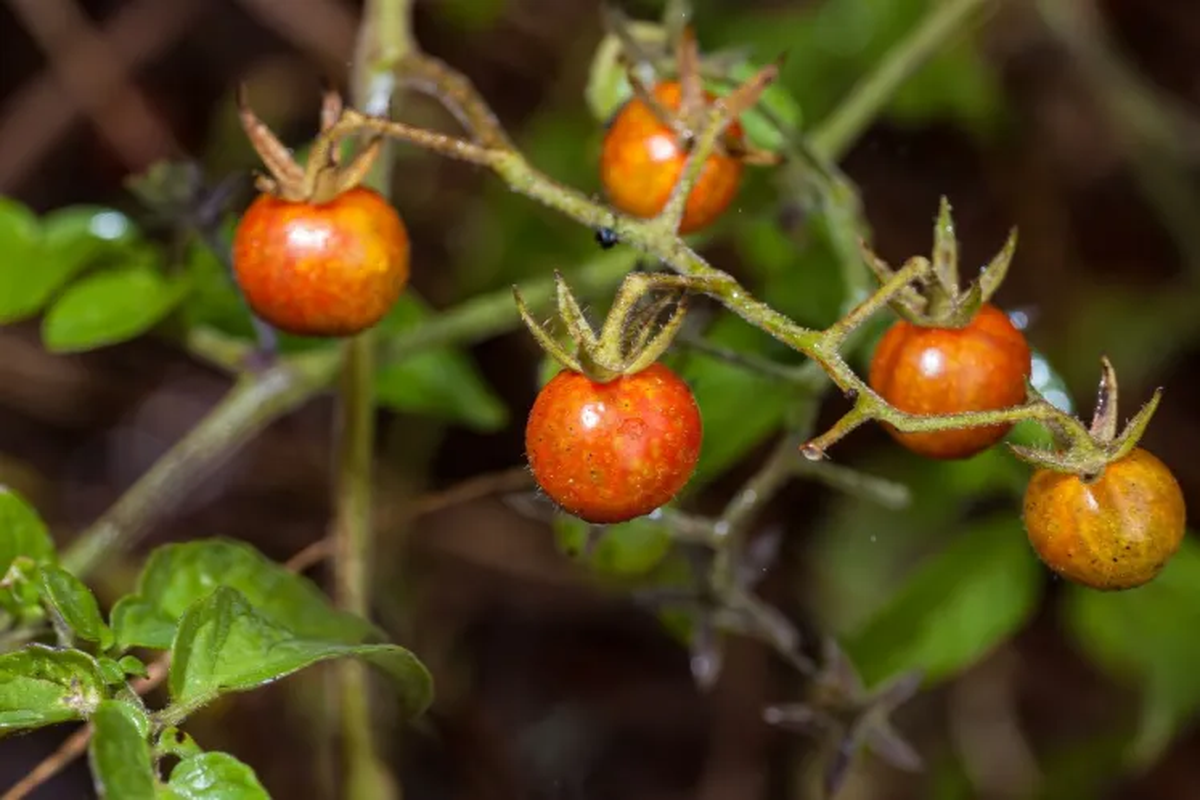 Los tomates de las Islas Galápagos evolucionan a la inversa.