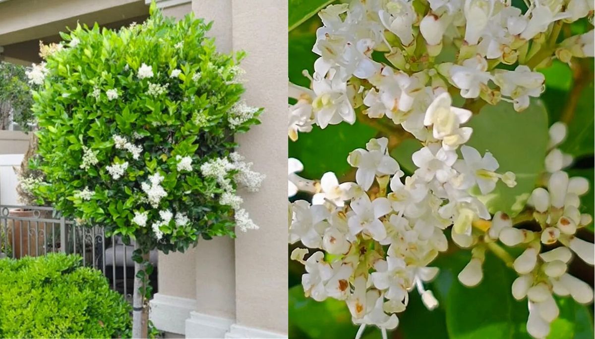 Dependiendo la forma que le des con la poda, puede crecer como árbol o arbusto. Dependiendo la forma que le des con la poda, puede crecer como árbol o arbusto.