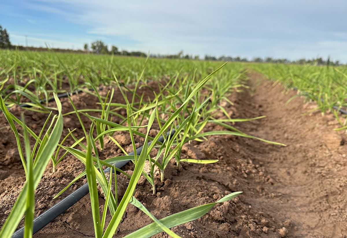 Implantación uniforme: un buen manejo del suelo favorece el enraizamiento y la homogeneidad del cultivo.