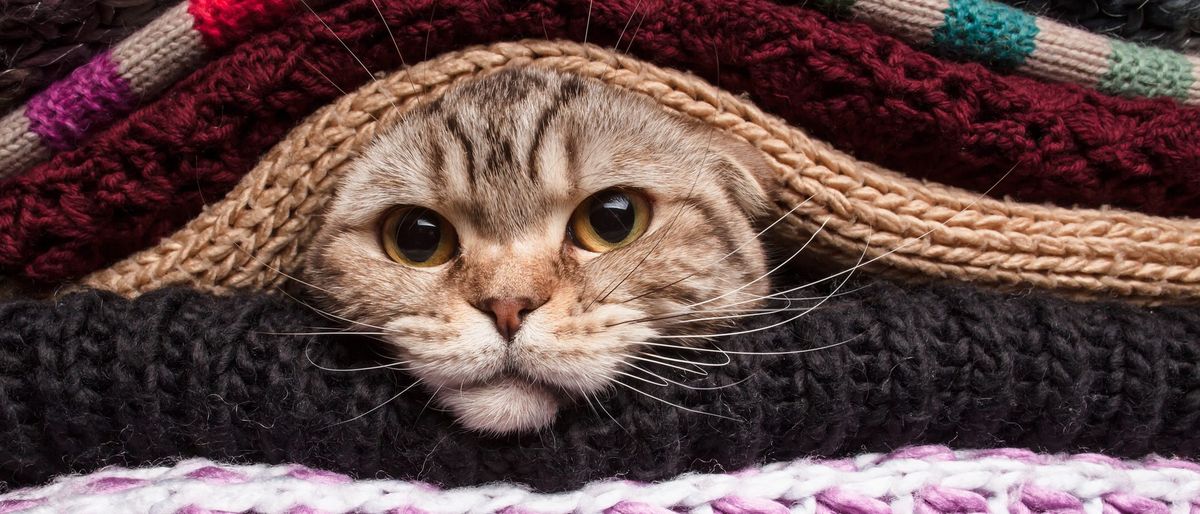 Cuál es la mejor forma de abrigar a un gato en invierno, según expertos Cuál es la mejor forma de abrigar a un gato en invierno, según expertos