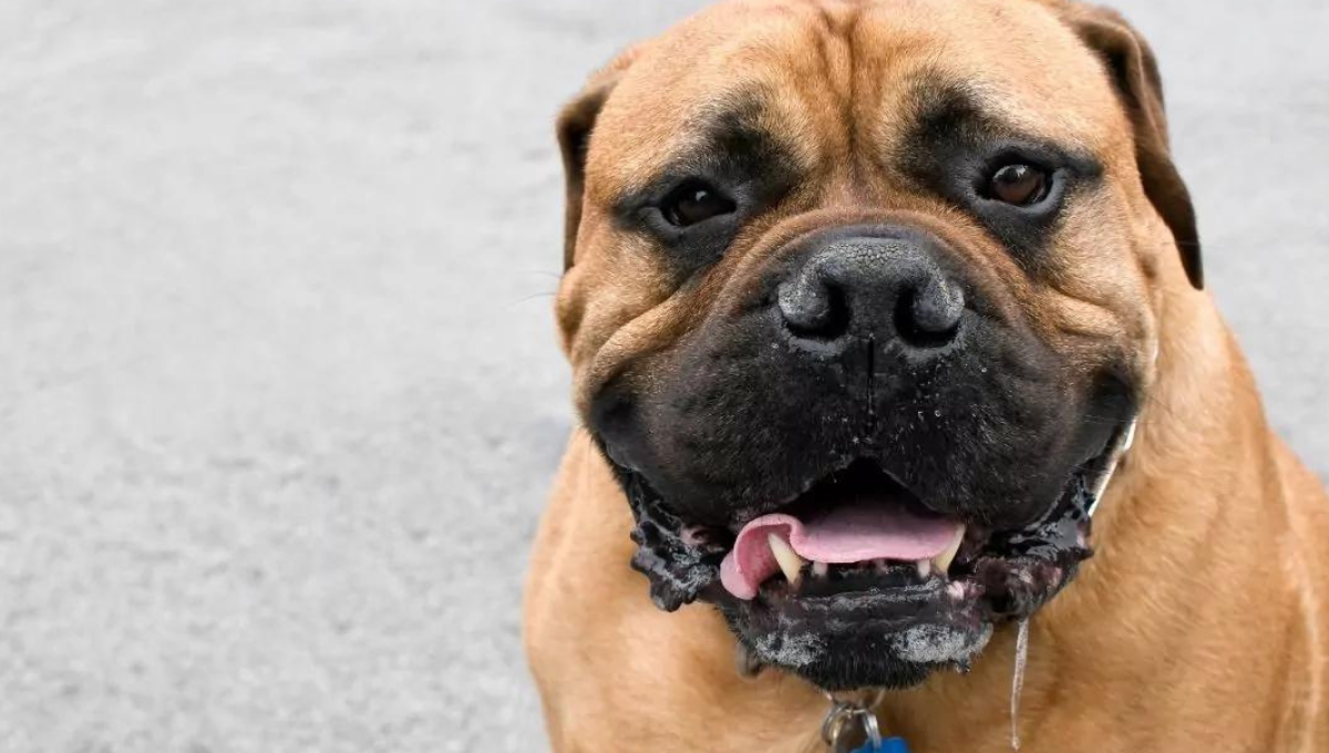 Qué significa que tu perro babee