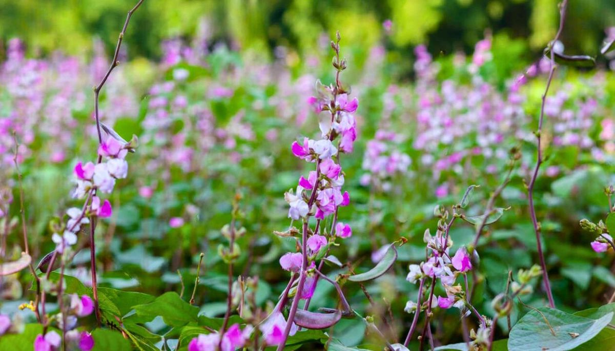 Esta planta es ideal para llenar el jardín de flores. Imagen: Freepik Esta planta es ideal para llenar el jardín de flores. Imagen: Freepik