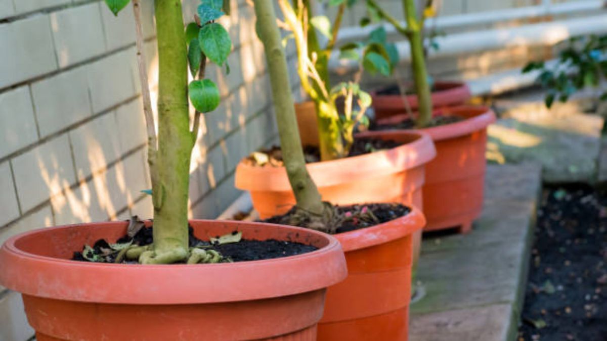 El árbol frutal que crece en maceta, brinda una sombra majestuosa y tolera el calor del verano