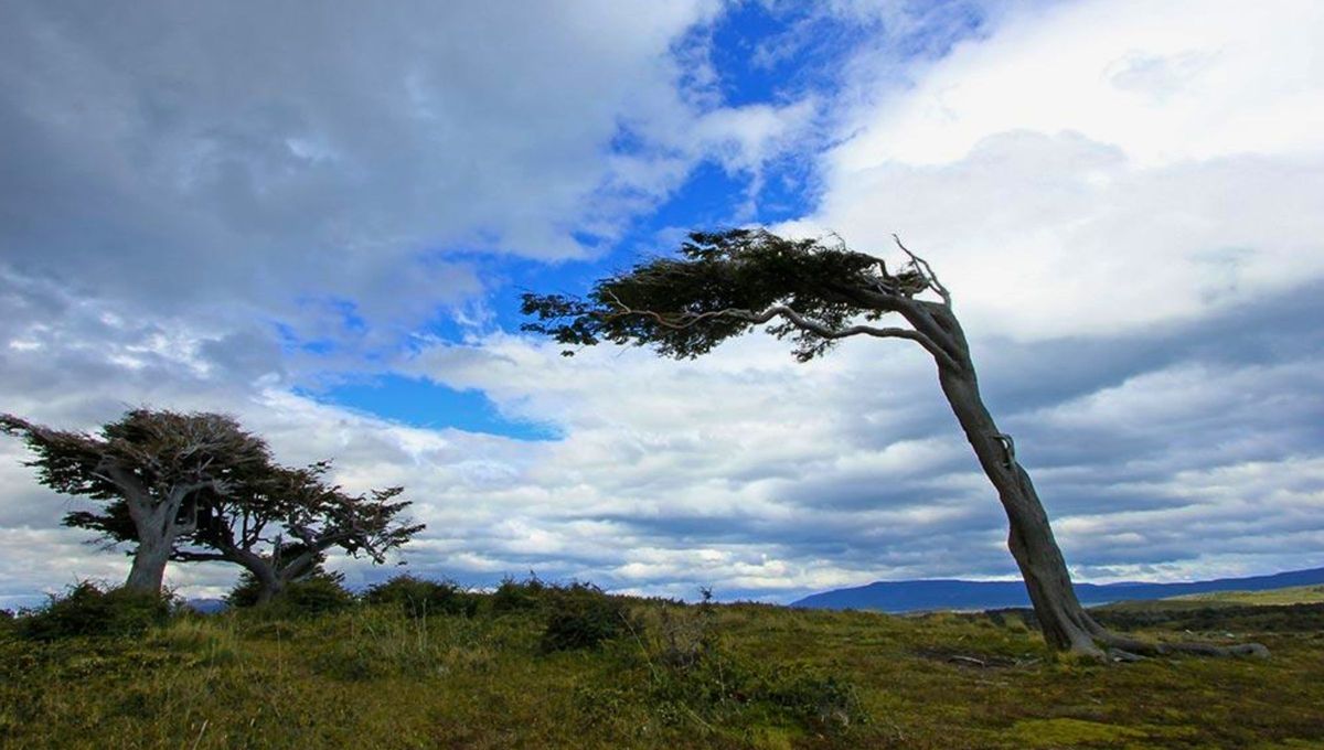 Este árbol es uno de los exponentes de cómo es adaptarse a entornos extremos como los que se experimentan en las tierras de “fin del mundo”. Foto Konrad Este árbol es uno de los exponentes de cómo es adaptarse a entornos extremos como los que se experimentan en las tierras de “fin del mundo”. Foto Konrad