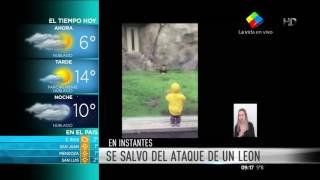 Terror en el Zoo: Un león intentó atacar a un niño y lo salvó un cristal