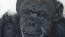 La Fiscalía de Estado actuará en el caso de la chimpancé Cecilia