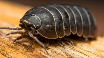 No son insectos: ¿qué son realmente los famosos bichos bolita?