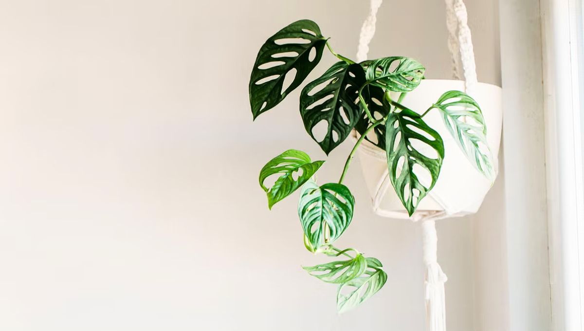 Esta planta necesita luz del sol indirecta para realizar la fotosíntesis adecuadamente