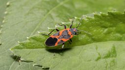 Si ves el chinche del Arce en tu casa o cerca, te contamos qué significa y por qué hay que prestarle atención