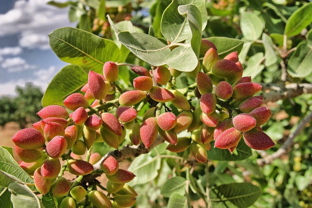 La semilla comestible del árbol de pistacho se encuentra dentro de una cáscara dura y está cubierta por una piel fina. Imagen: Pexels. La semilla comestible del árbol de pistacho se encuentra dentro de una cáscara dura y está cubierta por una piel fina. Imagen: Pexels.