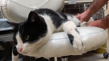 Video: un gato con una pata rota llegó a un hospital en busca de ayuda