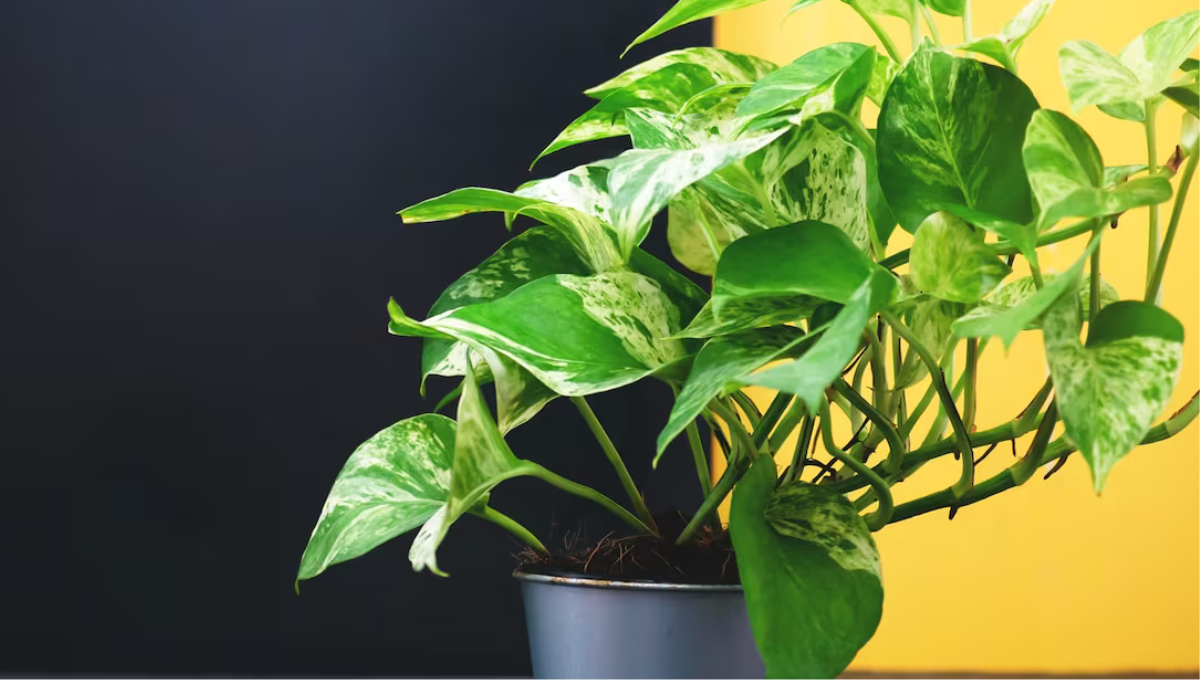 Por qué no tener potus en casa: la advertencia del Feng Shui