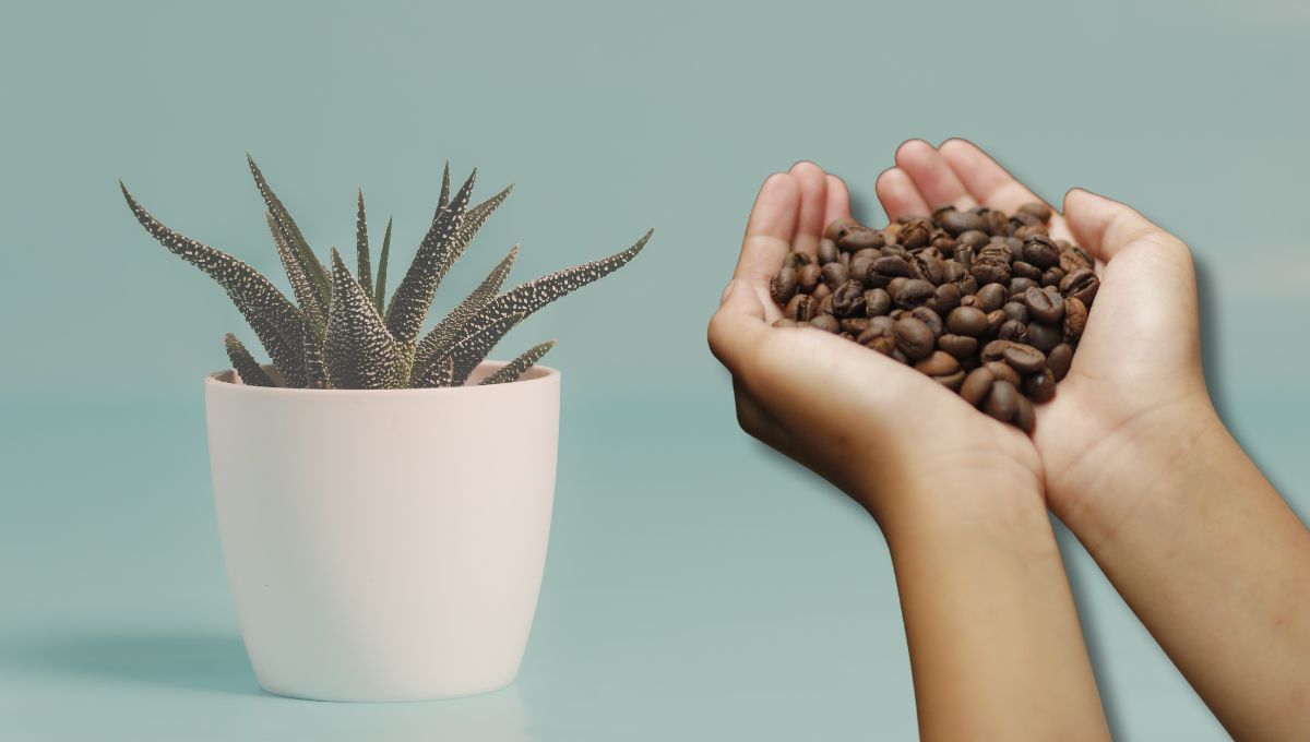 Café en las plantas. Café en las plantas. 
