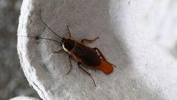 Aprendé a identificar los huevos de cucarachas. Aprendé a identificar los huevos de cucarachas.