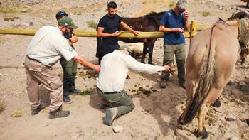 El arreglo judicial de 2 arrieros acusados de maltrato animal a mulas del parque Aconcagua