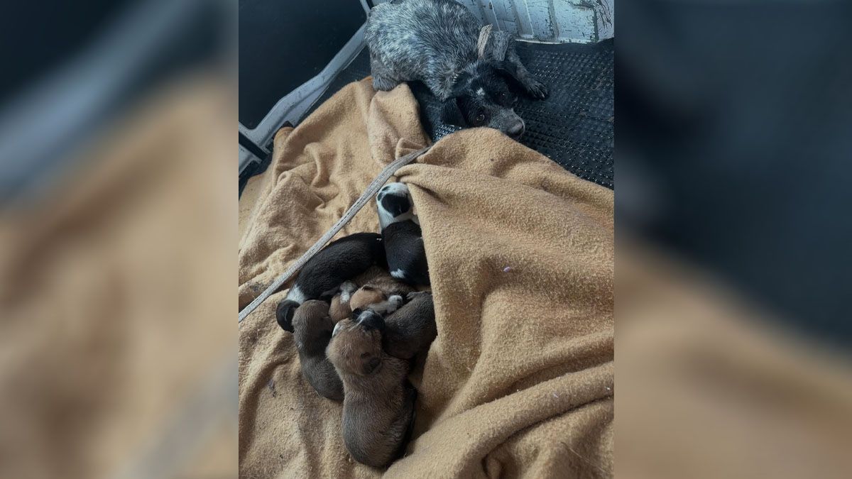 A salvo. La perra y sus cachorros. A salvo. La perra y sus cachorros.