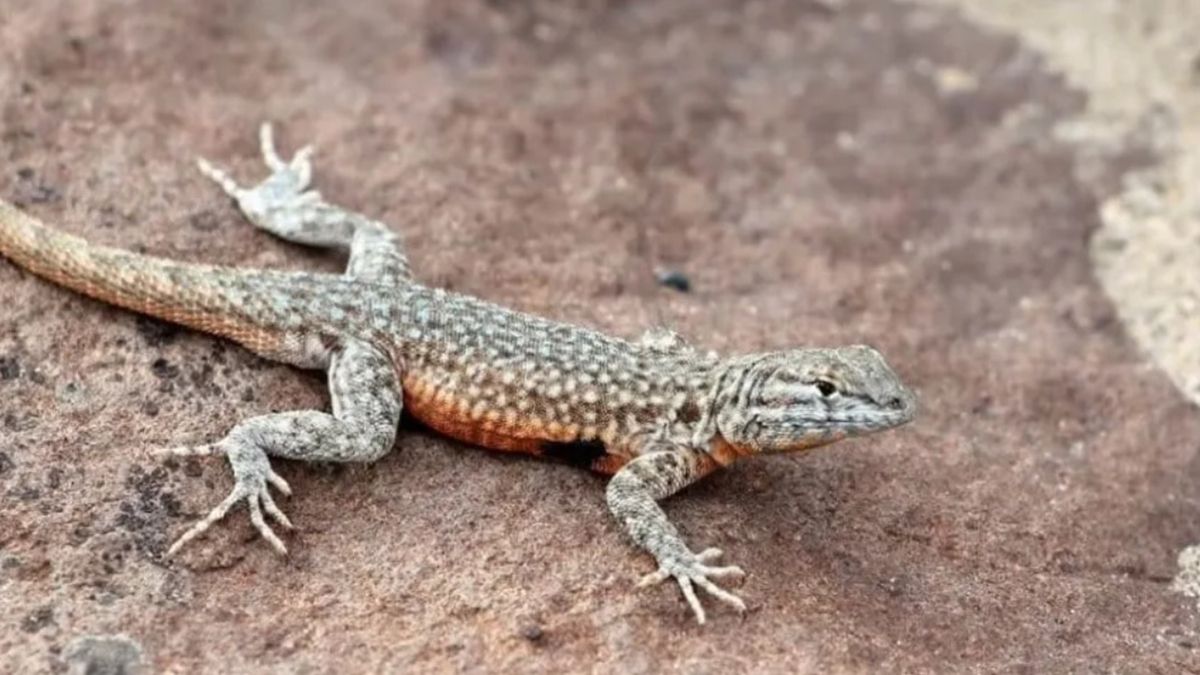 Las lagartijas son pequeños reptiles inofensivos y su presencia en el hogar puede tener distintas interpretaciones. Las lagartijas son pequeños reptiles inofensivos y su presencia en el hogar puede tener distintas interpretaciones.