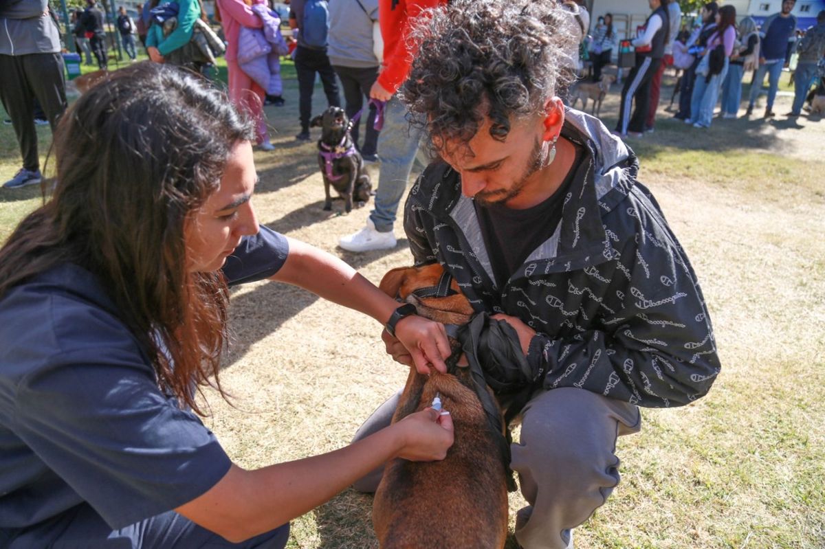 En un operativo sanitario en Guaymallén se colocaron chips identificatorios a perros de razas peligrosas. En un operativo sanitario en Guaymallén se colocaron chips identificatorios a perros de razas peligrosas.