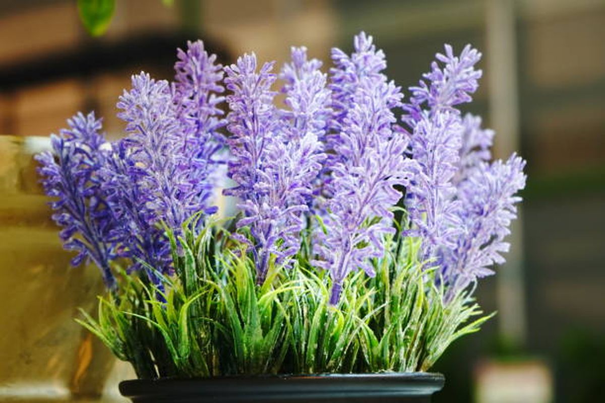 Esta planta crece a la perfección en mayo. Esta planta crece a la perfección en mayo.