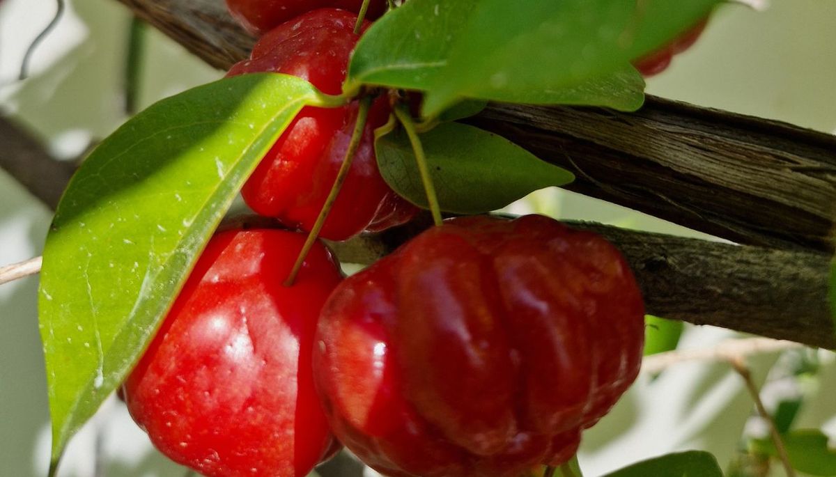 Pitanga es el nombre común de un árbol tropical, científicamente conocido como Eugenia uniflora. Pitanga es el nombre común de un árbol tropical, científicamente conocido como Eugenia uniflora.