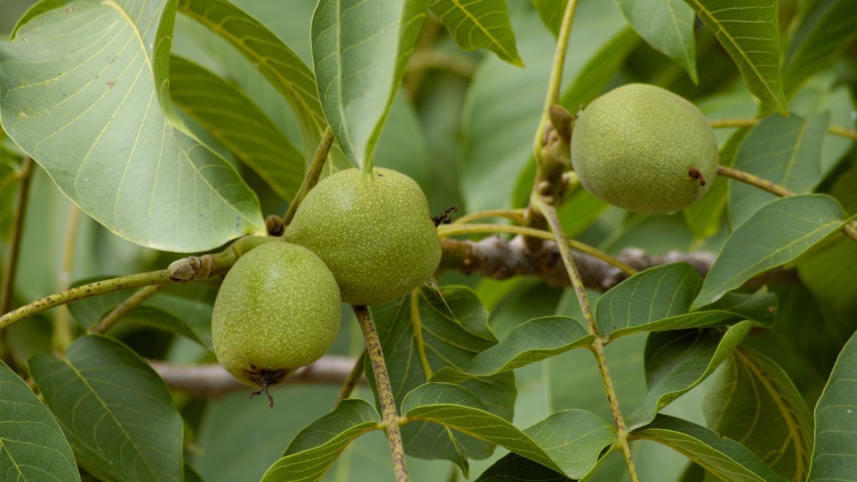 Con las hojas de nogal podrás preparar este infalible remedio casero. Con las hojas de nogal podrás preparar este infalible remedio casero.