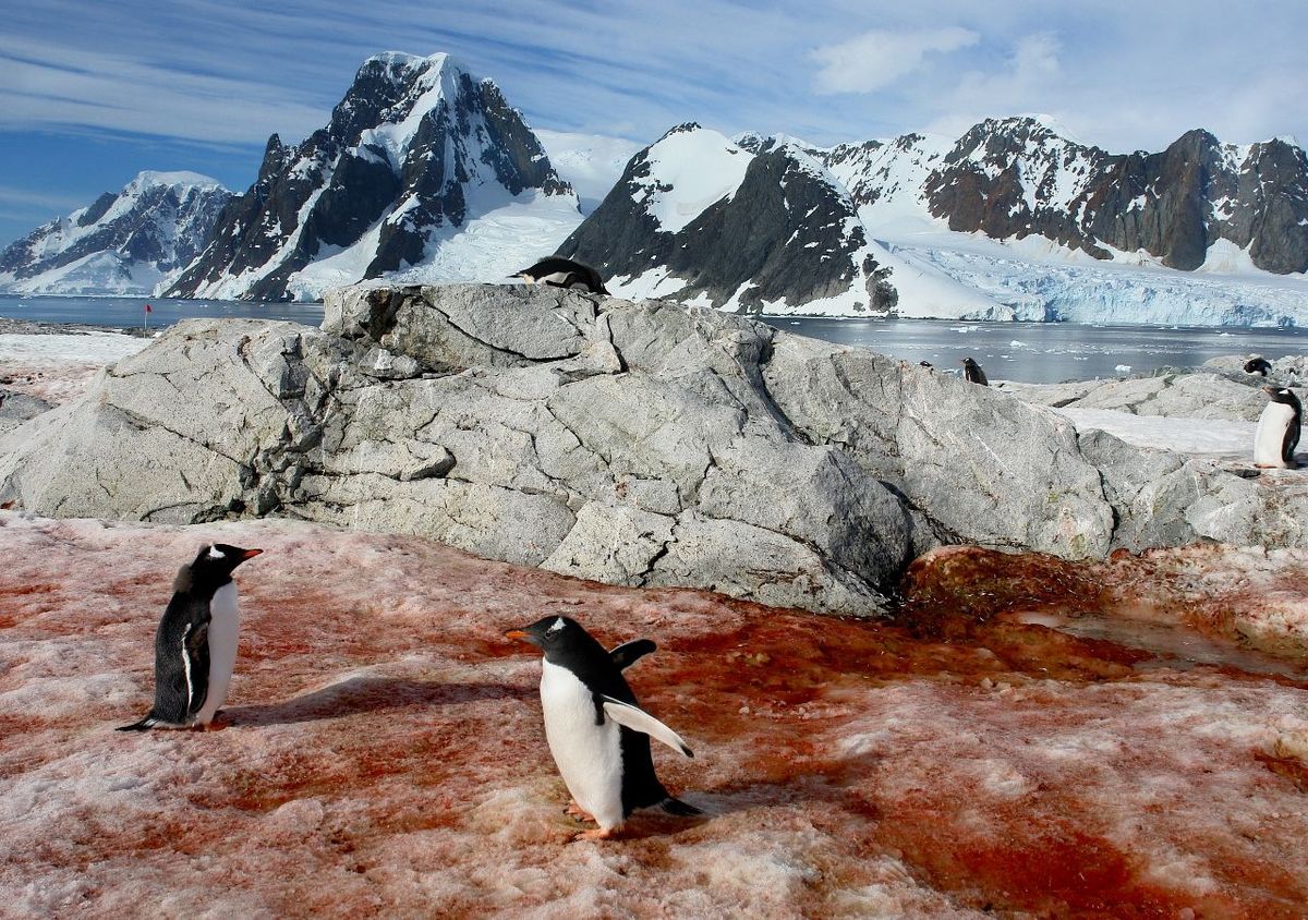 Preocupación por un extraño fenómeno en la Antártida: tiñe la nieve y acelera el deshielo Preocupación por un extraño fenómeno en la Antártida: tiñe la nieve y acelera el deshielo